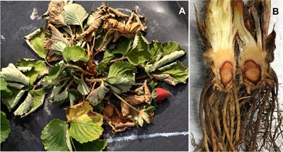 Genomic approaches for improving resistance to Phytophthora crown rot caused by P. cactorum in strawberry (Fragaria × ananassa)